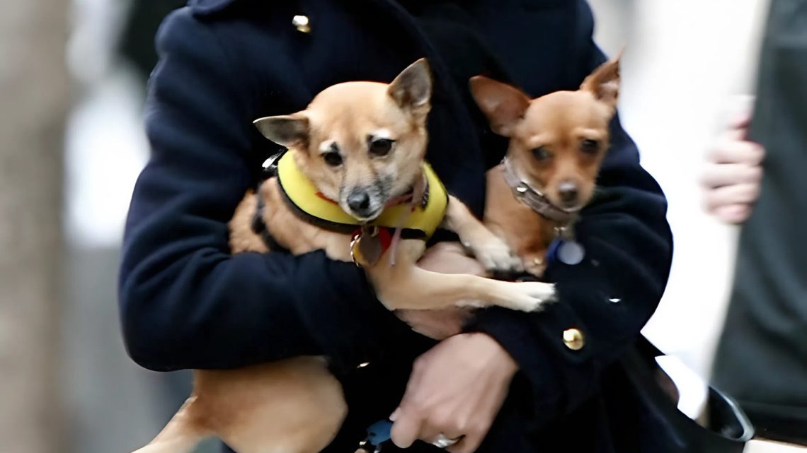 Hollywoodská hvězda ze seznamu A vypadá úplně jinak! Dokážete uhodnout, kdo to je?