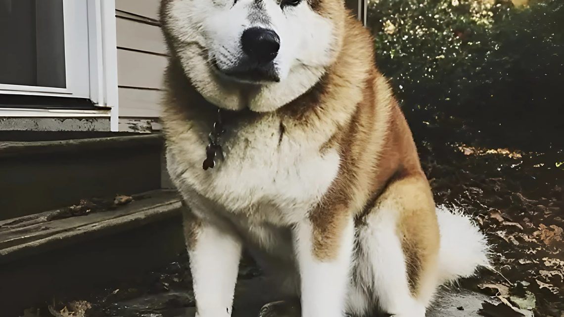 Usadili jsme se v domě, který dříve patřil člověku, který zemřel, a každý den k nám chodil pes. Jednoho dne jsem se rozhodla ho následovat.