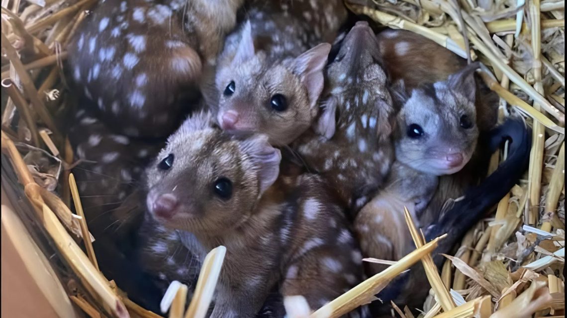 Gang najde v hnízdě neobvykle ostnaté tvory