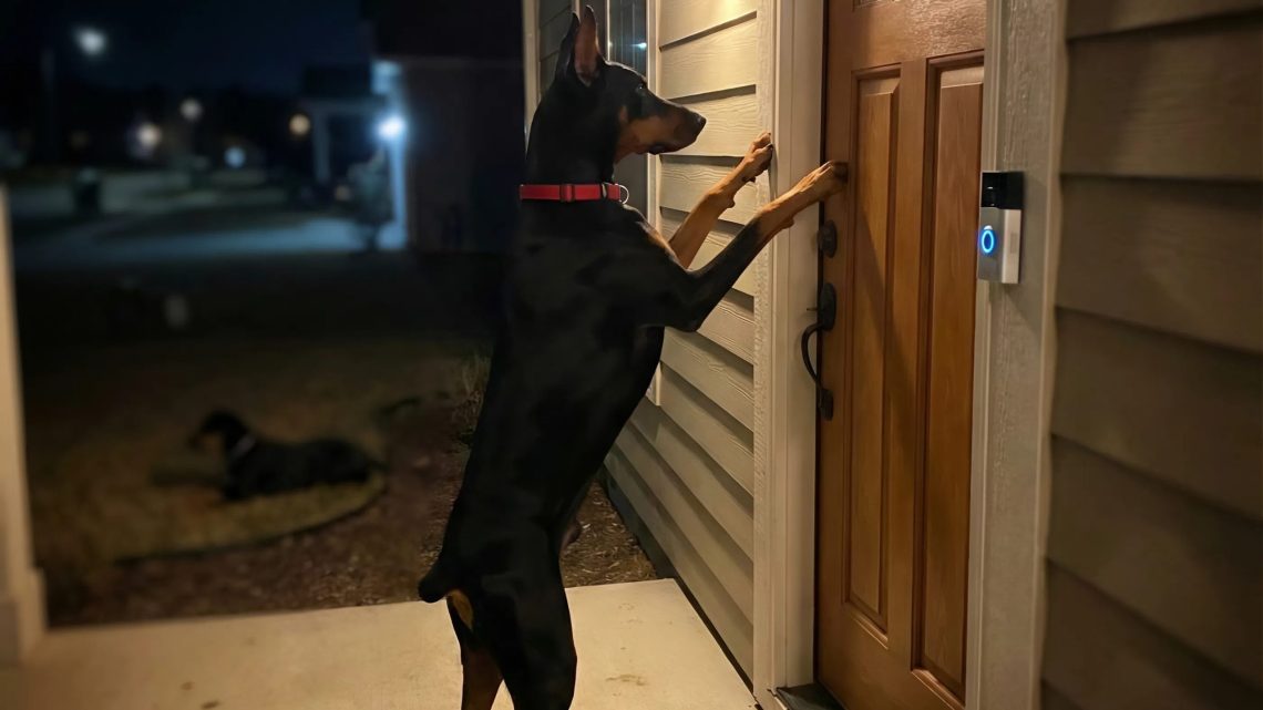 Strašidelné zaklepání ve 3 hodiny ráno: Pravda o psovi u našich dveří