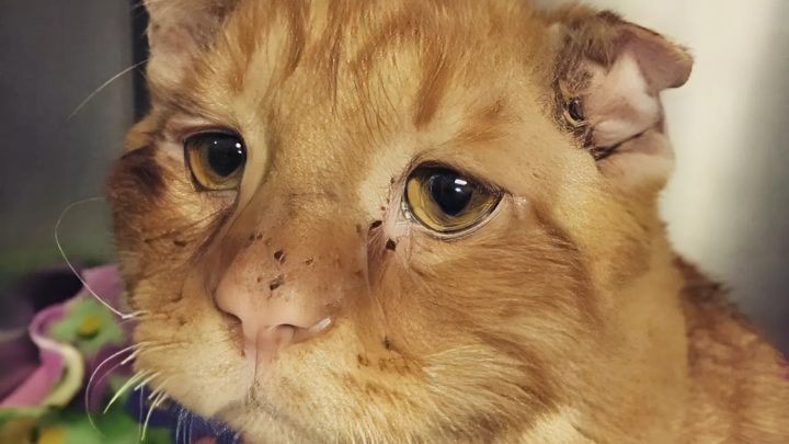 Pár si vzal toho nejsmutnějšího kocoura. Po pár hodinách byl k nepoznání.