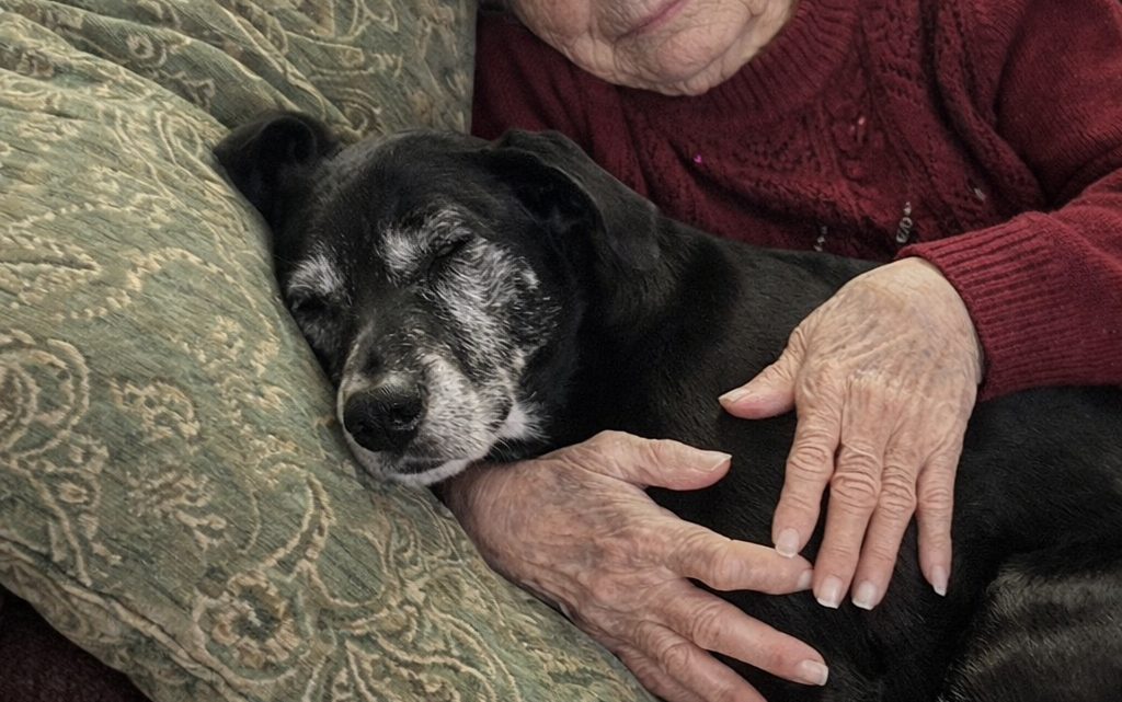 Zatímco se moje rodina hádala o babiččinu závěť, já jsem jako jediný vzal jejího milovaného psa a odhalil tajemství, které po sobě zanechala