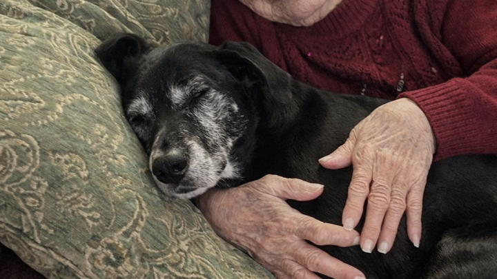 Zatímco se moje rodina hádala o babiččinu závěť, já jsem jako jediný vzal jejího milovaného psa a odhalil tajemství, které po sobě zanechala