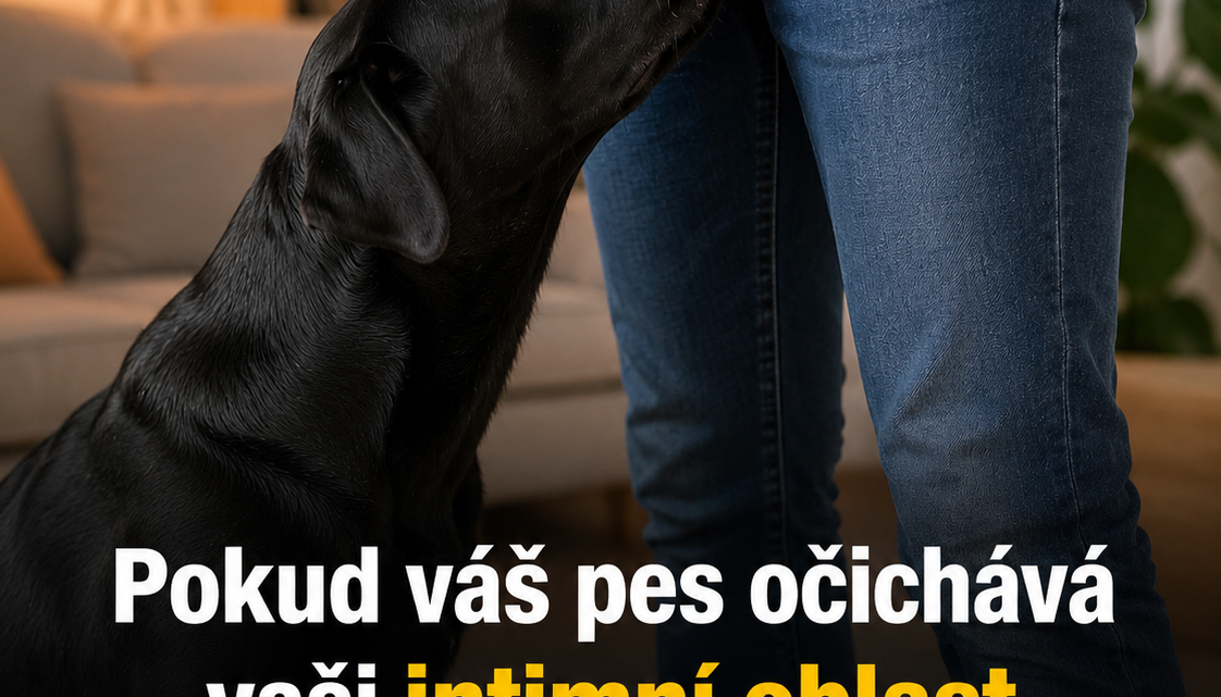 Proč psi mohou čichat k intimním partiím člověka: nečekaná pravda