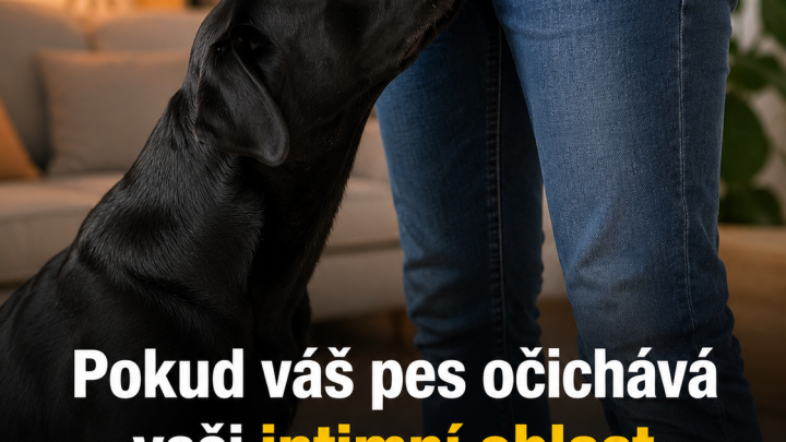 Proč psi mohou čichat k intimním partiím člověka: nečekaná pravda